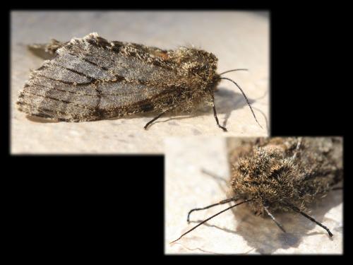 Lycia hirtaria